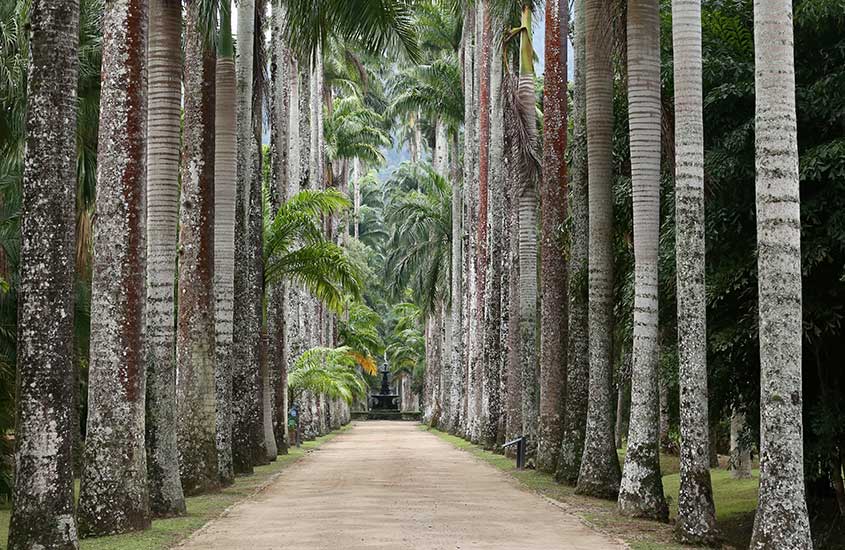 Foto, durante o dia, de corredor de palmeiras imperiais.